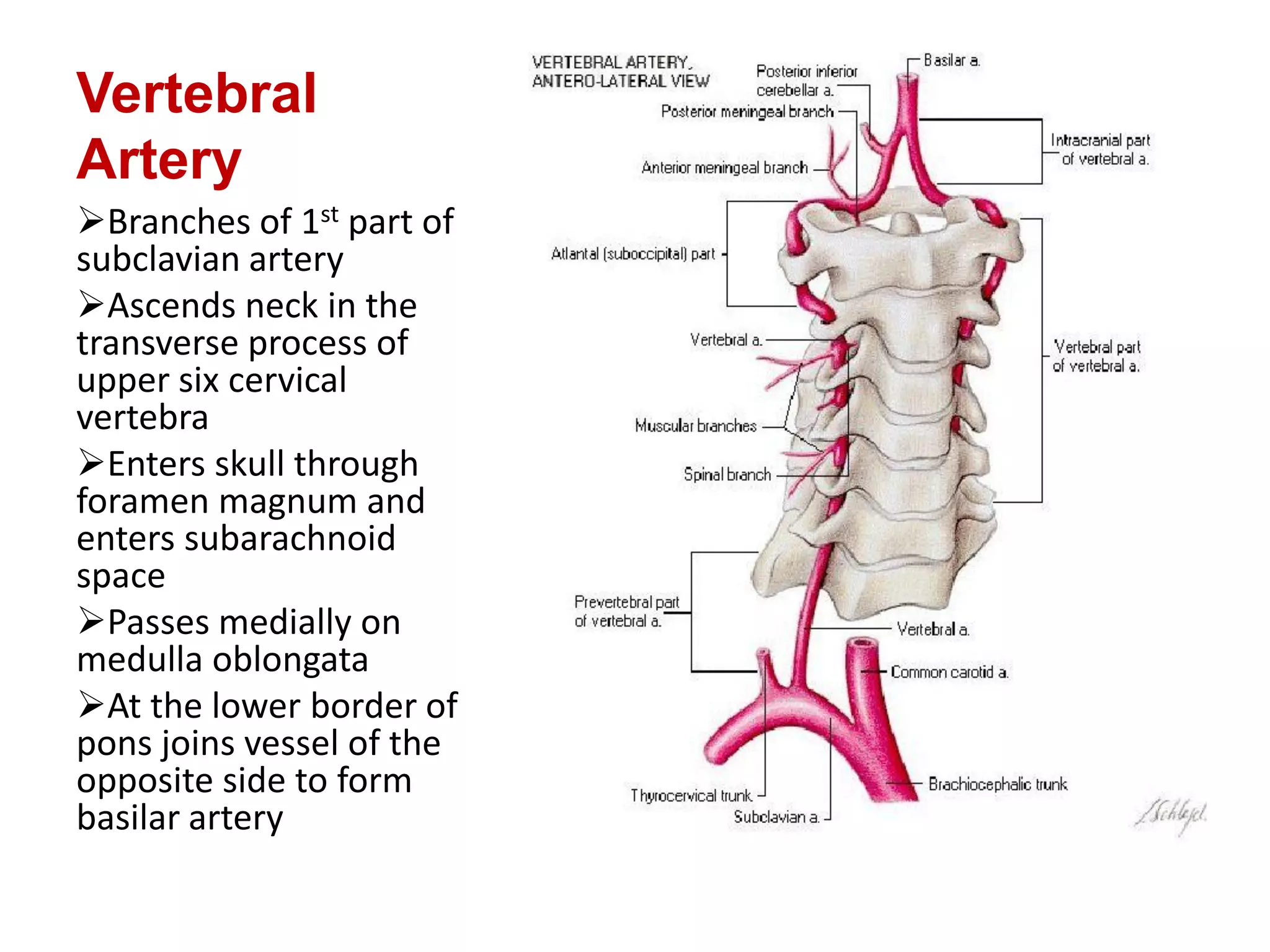 Blood supply of the brain & spinal cord by dr sarwar | PDF