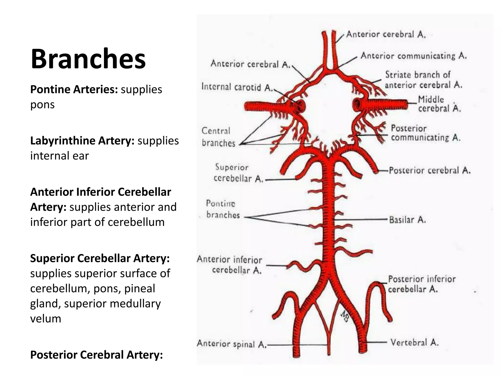 Blood supply of the brain & spinal cord by dr sarwar | PDF