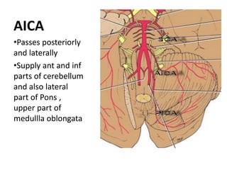 Blood supply of the brain & spinal cord by dr sarwar | PDF