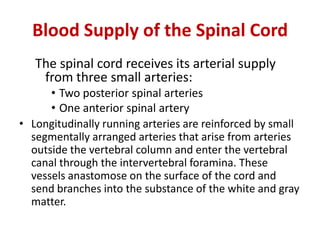Blood supply of the brain & spinal cord by dr sarwar | PDF