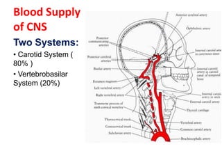 Blood supply of the brain & spinal cord by dr sarwar | PDF