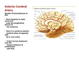 Blood supply of the brain & spinal cord by dr sarwar | PDF