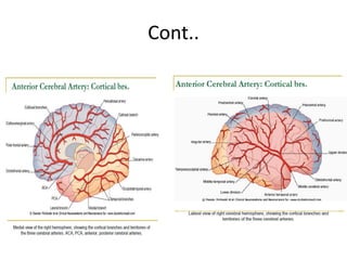 Blood supply of the brain & spinal cord by dr sarwar | PDF