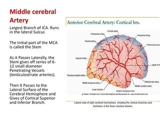 Blood supply of the brain & spinal cord by dr sarwar | PDF