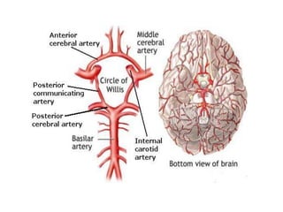 Blood supply of the brain & spinal cord by dr sarwar | PDF