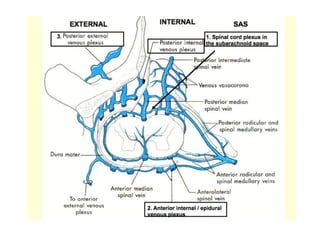 Blood supply of the brain & spinal cord by dr sarwar | PDF