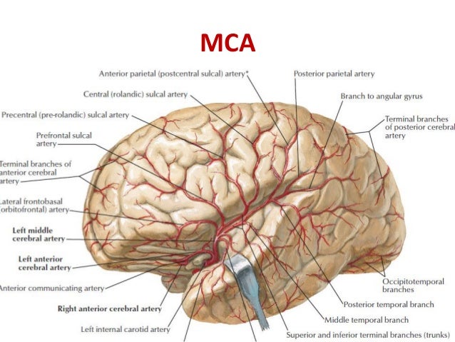 Blood supply of the brain & spinal cord by dr sarwar