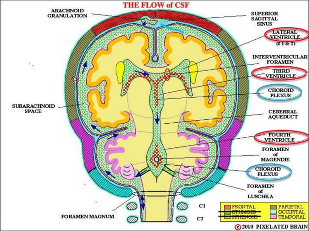 BLOOD SUPPLY OF THE BRAIN, VENTRICLES , and CSF.pptx