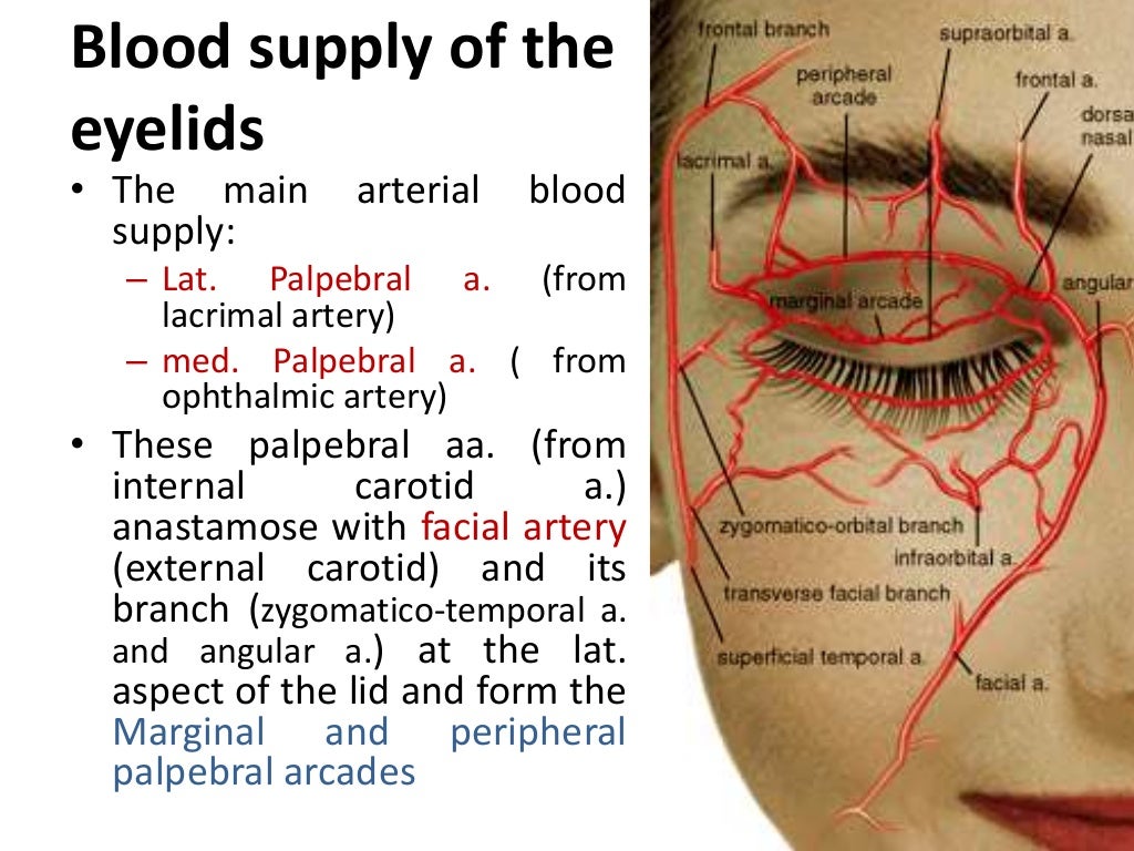blood-supply-of-the-eye