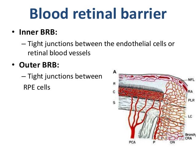 Blood supply of the eye
