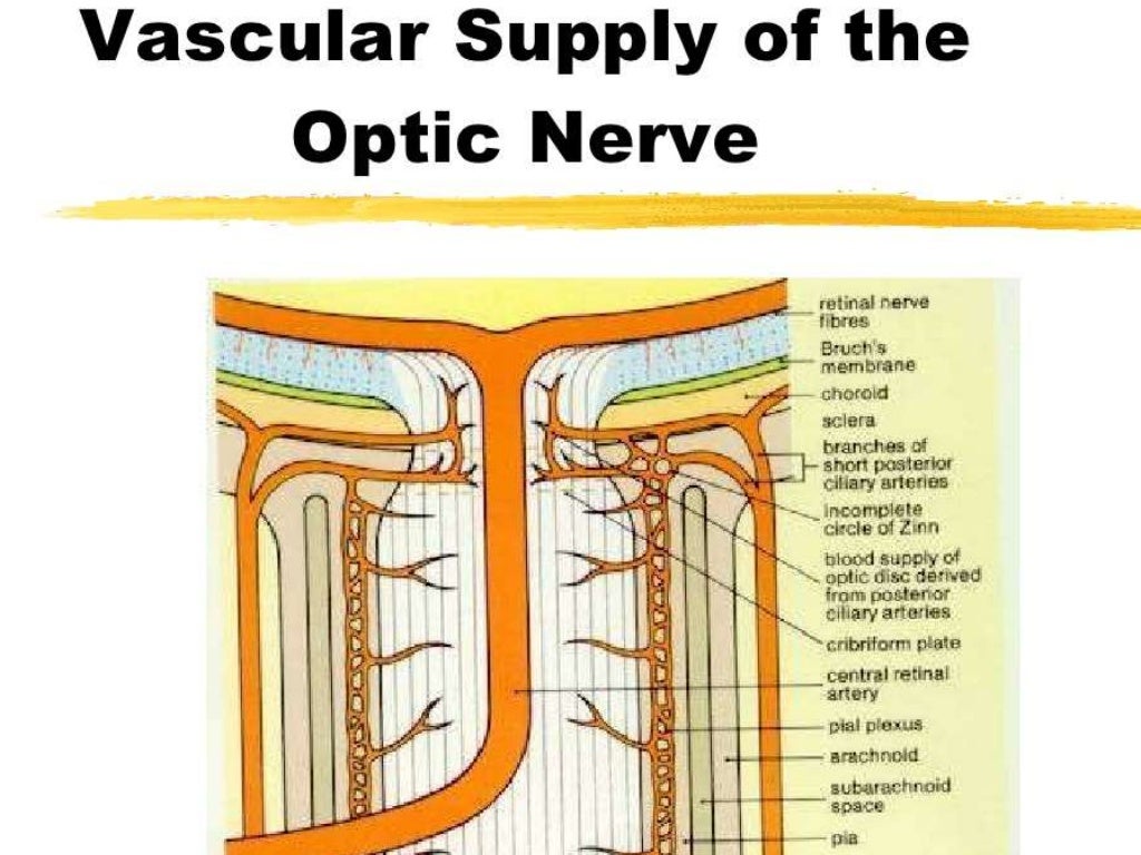 blood-supply-of-the-eye