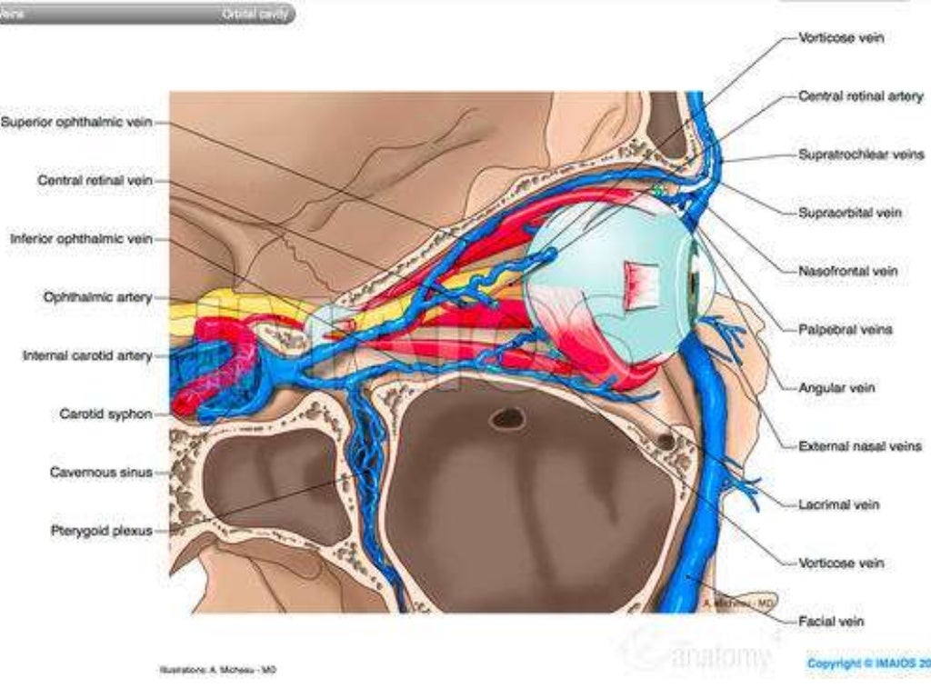 blood-supply-of-the-eye