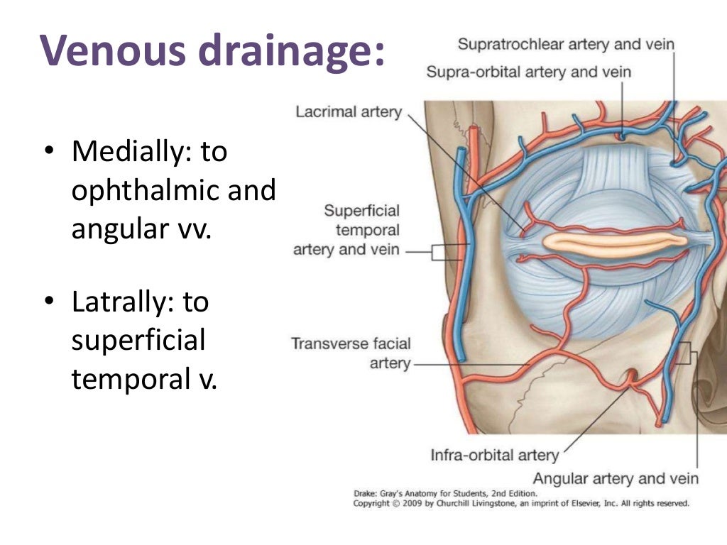 blood-supply-of-the-eye