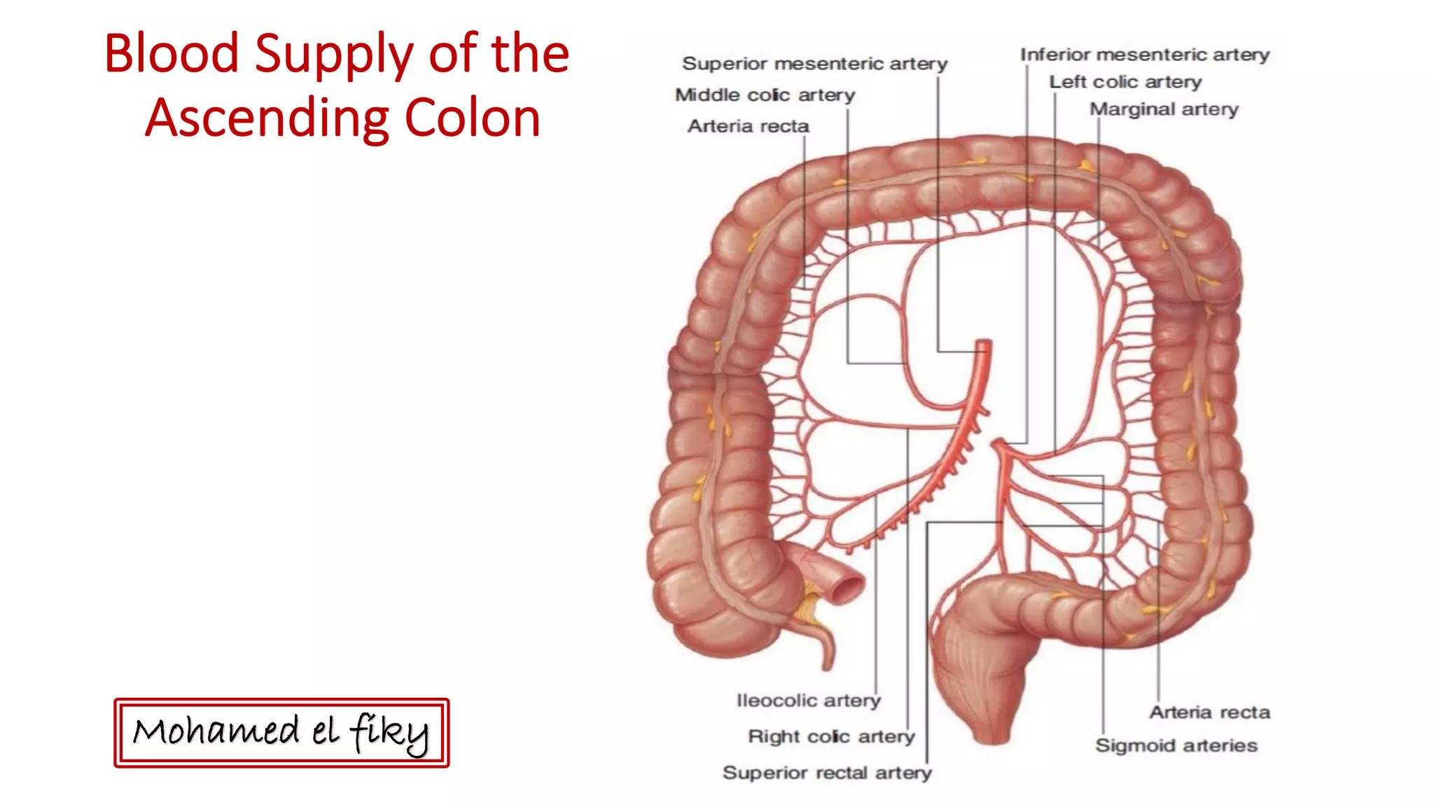 What Artery Supplies The Ascending Colon