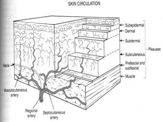 Blood supply of the skin | PPT