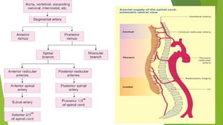 Blood Supply of the Spinal Cord by Likhithaa).pptx