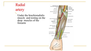 blood supply of upper limb and its clinical anatomy | PPTX