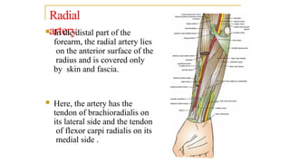 blood supply of upper limb and its clinical anatomy | PPTX