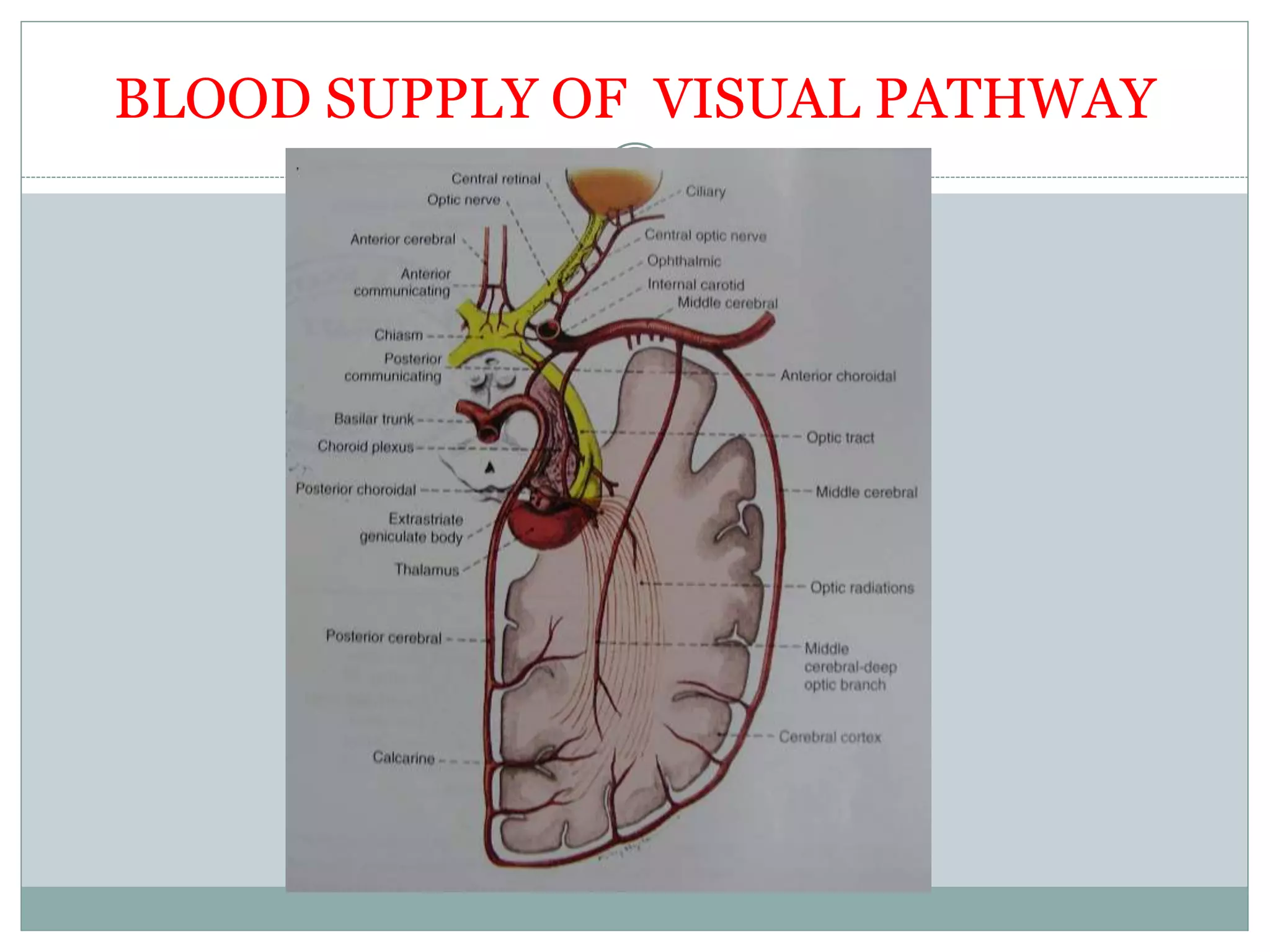 Visual Conduction Pathway BLOOD SUPPLY OF VISUAL PATHWAY | PPTX