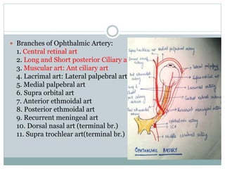  Branches of Ophthalmic Artery:
1. Central retinal art
2. Long and Short posterior Ciliary art
3. Muscular art: Ant cilia...