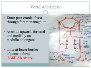 Vertebral Artery
 Enter post cranial fossa
through foramen magnum
 Ascends upward, forward
and medially on
medulla oblon...