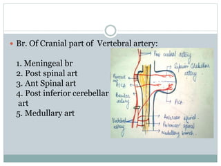  Br. Of Cranial part of Vertebral artery:
1. Meningeal br
2. Post spinal art
3. Ant Spinal art
4. Post inferior cerebella...