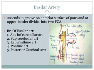 Basilar Artery
 Ascends in groove on anterior surface of pons and at
upper border divides into two PCA.
 Br. Of Basilar ...