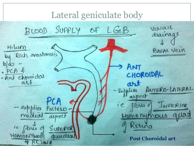 BLOOD SUPPLY OF VISUAL PATHWAY