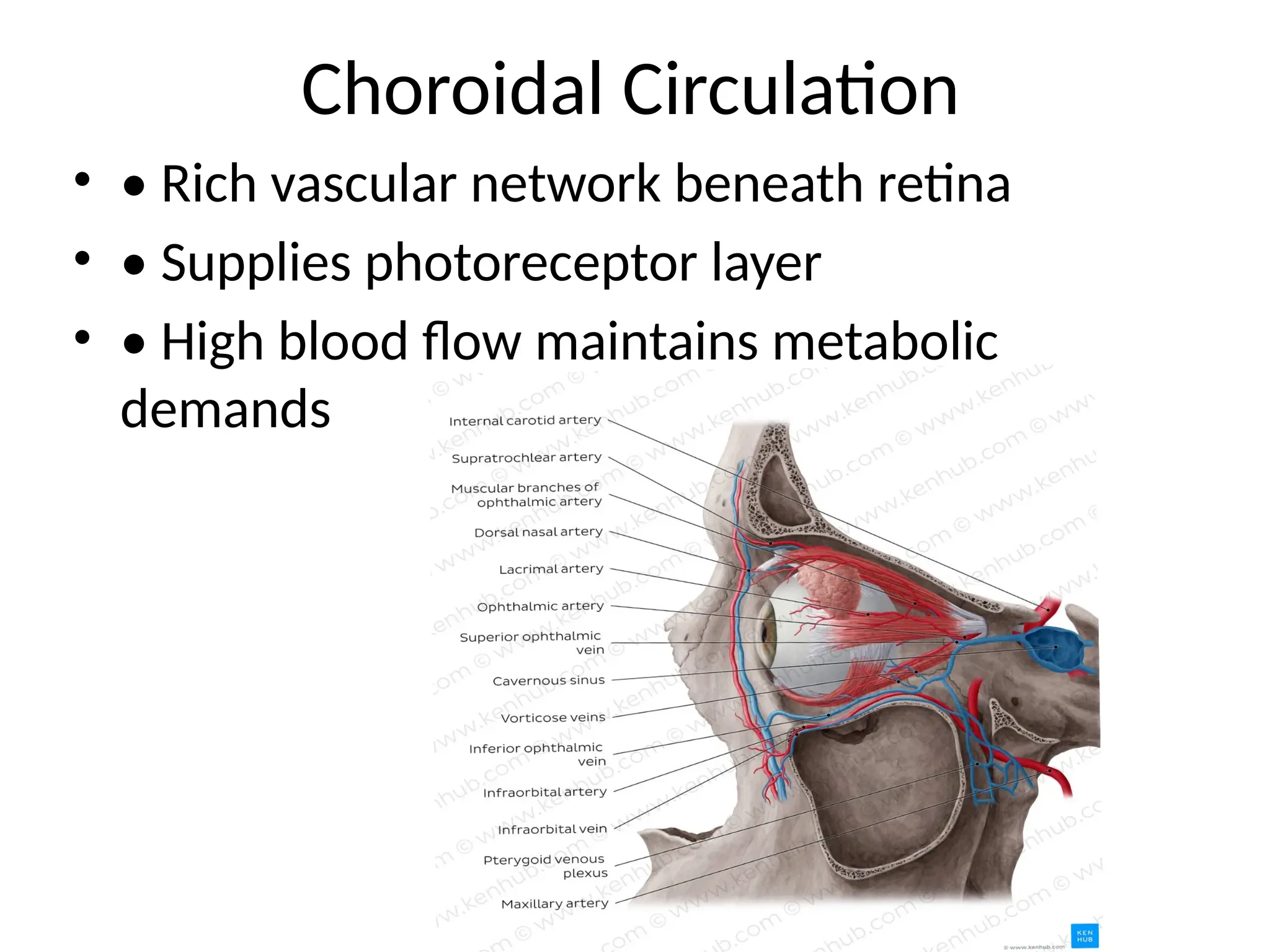 Choroidal Circulation
• • Rich vascular network beneath retina
• • Supplies photoreceptor layer
• • High blood flow maintains metabolic
demands
 