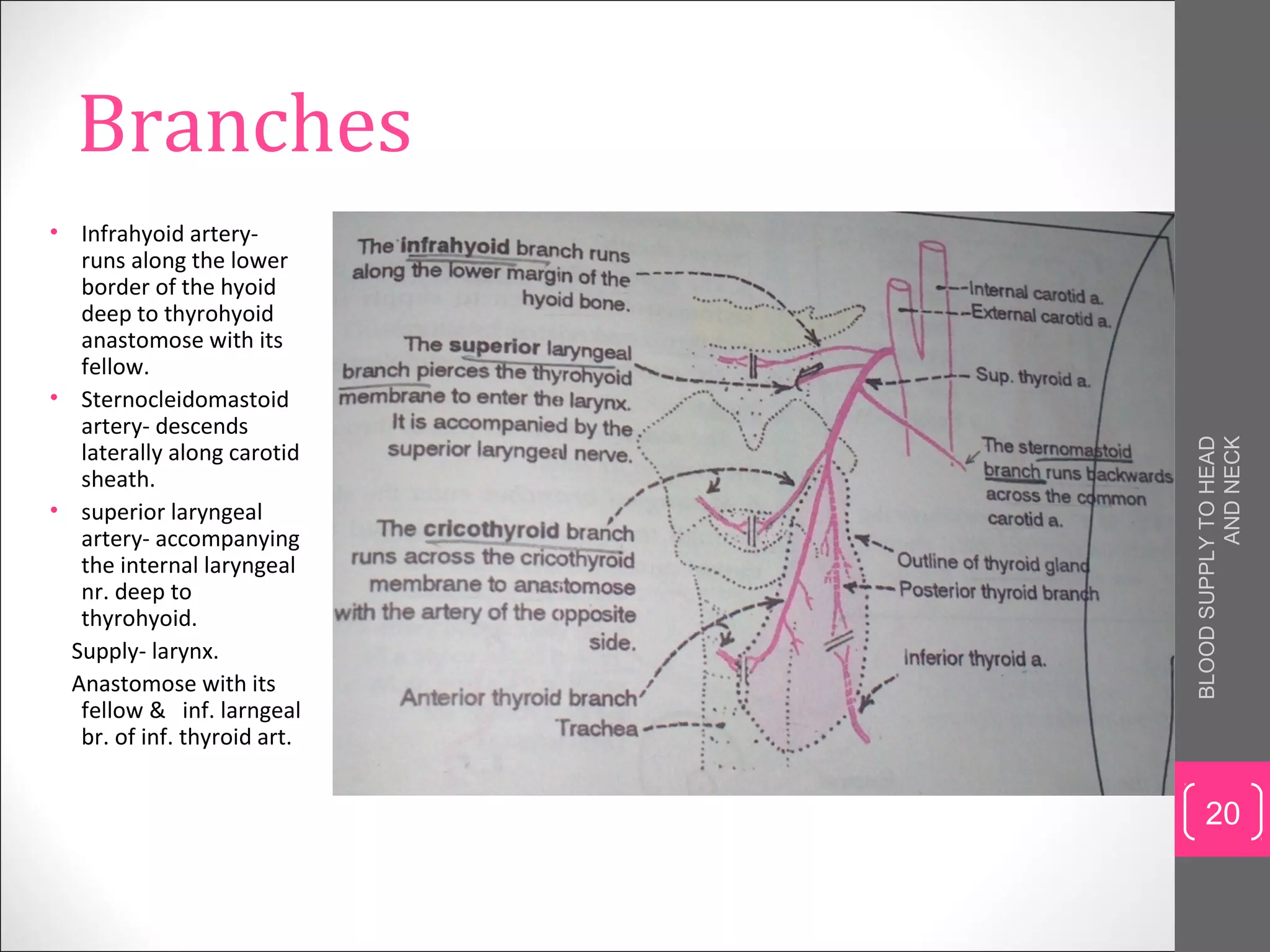 Blood supply to head and neck | PPT