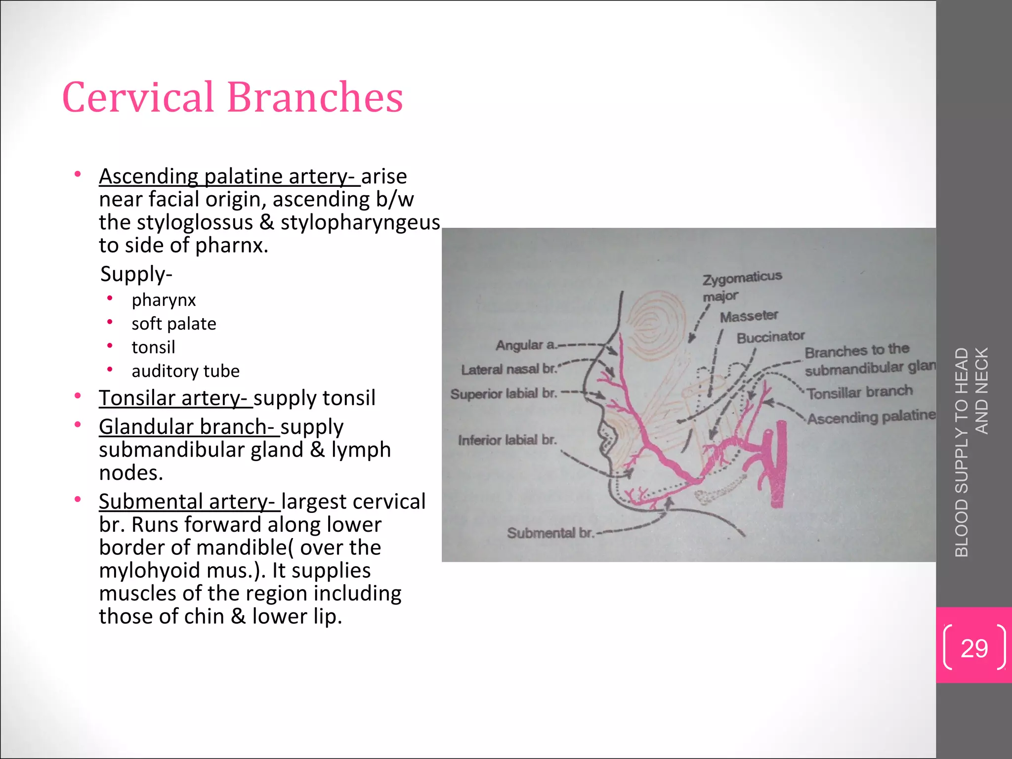 Blood supply to head and neck | PPT