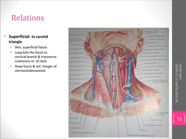 Blood supply to head and neck | PPT