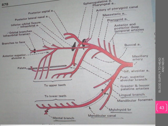 Blood supply to head and neck | PPT