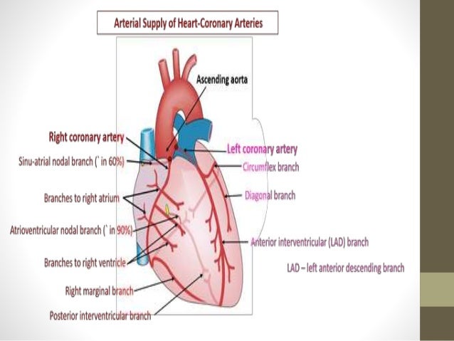 Blood Supply To Heart