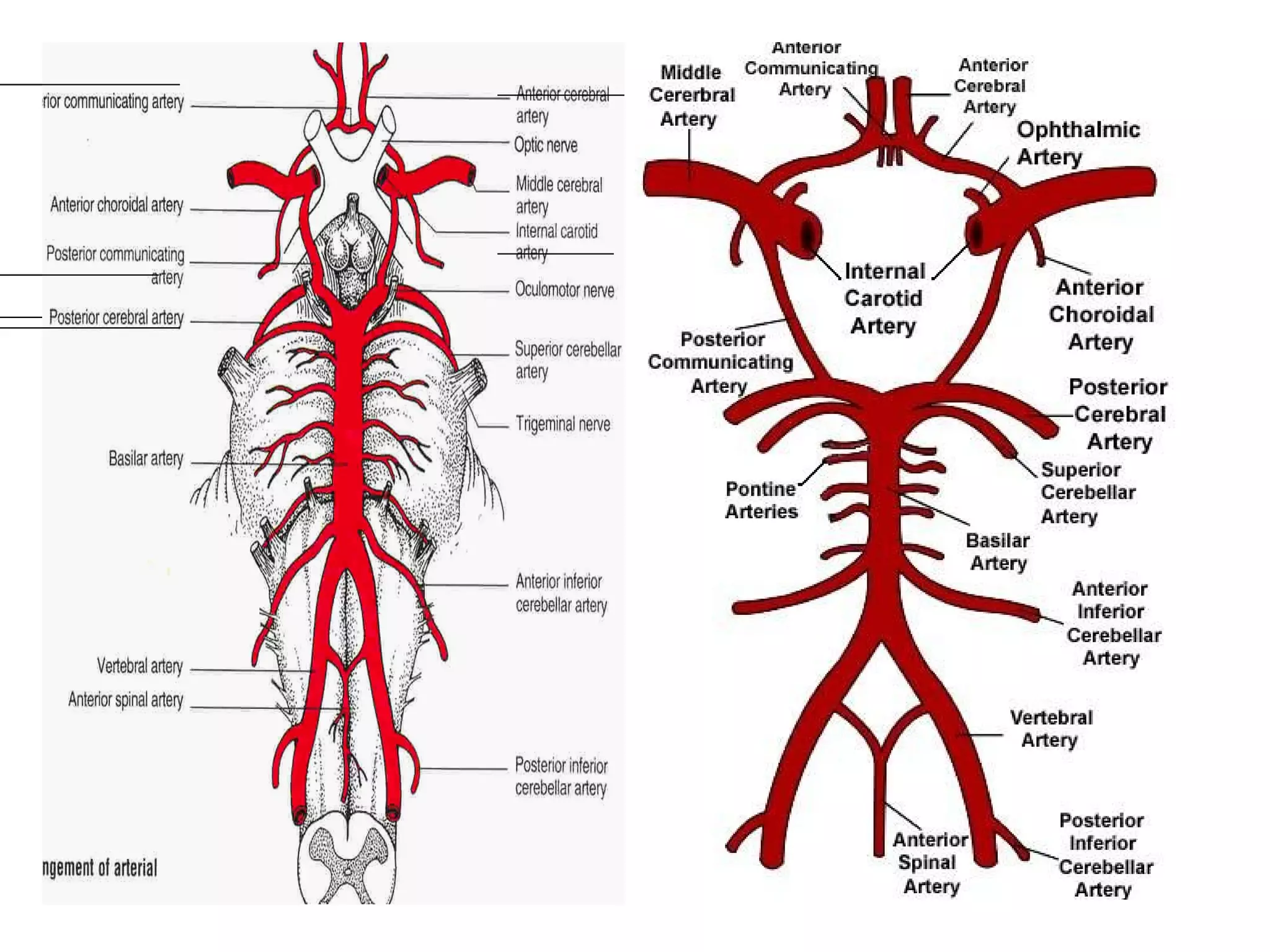 Blood supply to the brain | PPT