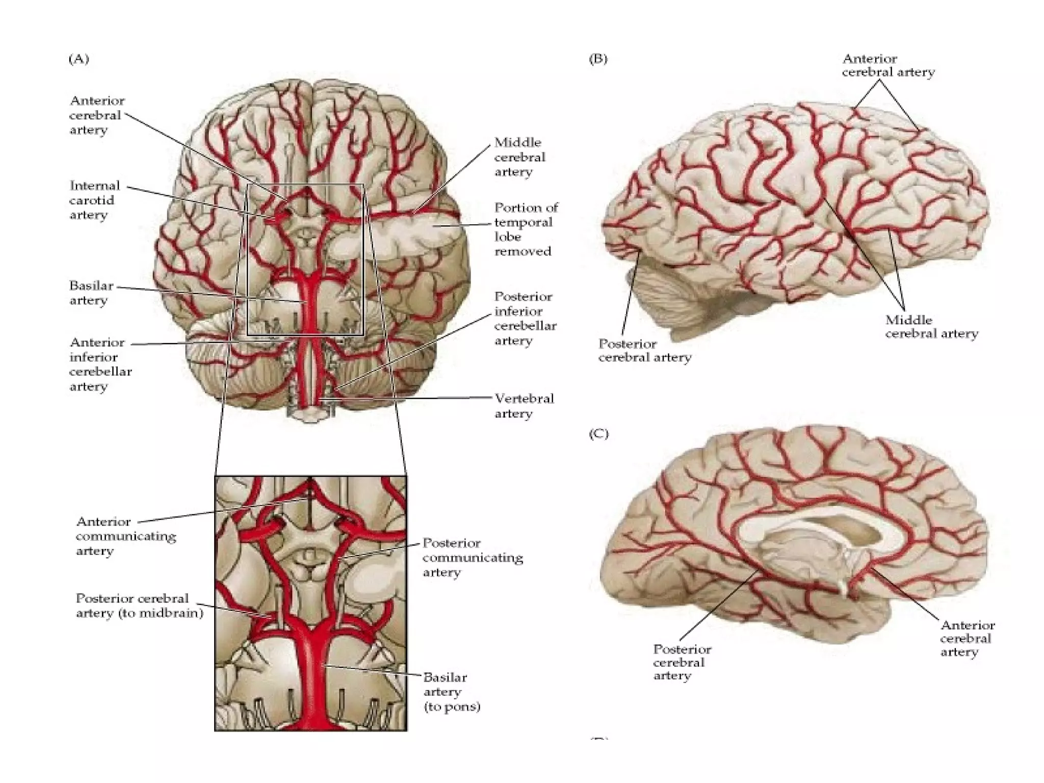 Blood supply to the brain | PPT