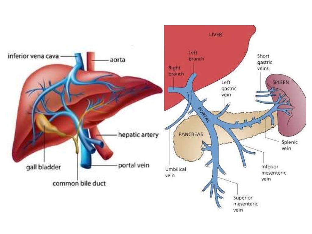 blood-supply-of-the-liver