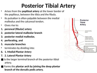 Tibia Rises Comprehensive Overview of Blood Supply and Lymphatic Drainage in the ...