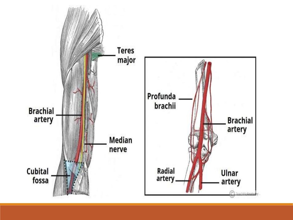 blood-supply-to-the-upper-limb