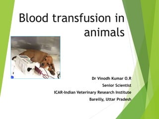 Blood transfusion in
animals
Dr Vinodh Kumar O.R
Senior Scientist
ICAR-Indian Veterinary Research Institute
Bareilly, Uttar Pradesh
 