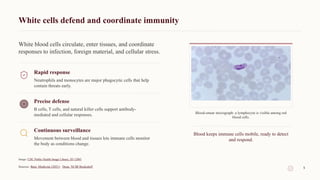 White cells defend and coordinate immunity
White blood cells circulate, enter tissues, and coordinate
responses to infection, foreign material, and cellular stress.
Rapid response
Neutrophils and monocytes are major phagocytic cells that help
contain threats early.
Precise defense
B cells, T cells, and natural killer cells support antibody-
mediated and cellular responses.
Continuous surveillance
Movement between blood and tissues lets immune cells monitor
the body as conditions change.
Blood-smear micrograph: a lymphocyte is visible among red
blood cells.
Blood keeps immune cells mobile, ready to detect
and respond.
Image: CDC Public Health Image Library, ID 12085
Sources: Bain, Medicine (2021) · Dean, NCBI Bookshelf 5
 