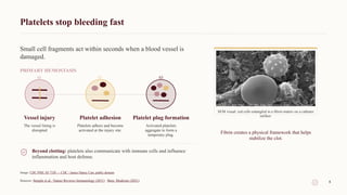 Platelets stop bleeding fast
Small cell fragments act within seconds when a blood vessel is
damaged.
PRIMARY HEMOSTASIS
01
Vessel injury
The vessel lining is
disrupted
02
Platelet adhesion
Platelets adhere and become
activated at the injury site.
03
Platelet plug formation
Activated platelets
aggregate to form a
temporary plug.
Beyond clotting: platelets also communicate with immune cells and influence
inflammation and host defense.
SEM visual: red cells entangled in a fibrin matrix on a catheter
surface.
Fibrin creates a physical framework that helps
stabilize the clot.
Image: CDC PHIL ID 7320 — CDC / Janice Haney Carr, public domain
Sources: Semple et al., Nature Reviews Immunology (2011) · Bain, Medicine (2021) 6
 