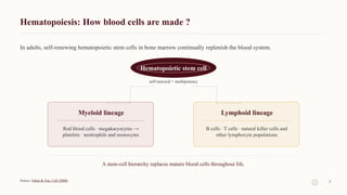 Hematopoiesis: How blood cells are made ?
In adults, self-renewing hematopoietic stem cells in bone marrow continually replenish the blood system.
Hematopoietic stem cell
self-renewal + multipotency
Myeloid lineage
Red blood cells · megakaryocytes →
platelets · neutrophils and monocytes
Lymphoid lineage
B cells · T cells · natural killer cells and
other lymphocyte populations
A stem-cell hierarchy replaces mature blood cells throughout life.
Source: Orkin & Zon, Cell (2008) 7
 