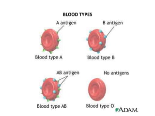 BLOOD TYPES
 