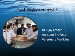 Blood transfusion IN ANIMALS
Dr. Ajay Katoch
Assistant Professor
Veterinary Medicine
 