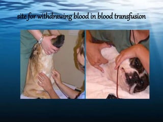 site for withdrawing blood in blood transfusion
 