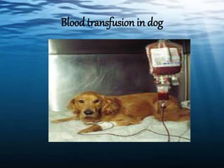 Blood transfusion in dog
 