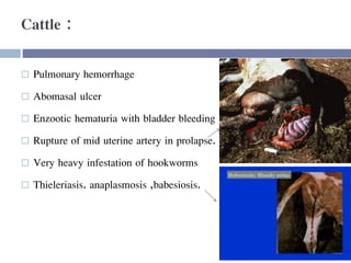 Cattle :
 Pulmonary hemorrhage
 Abomasal ulcer
 Enzootic hematuria with bladder bleeding
 Rupture of mid uterine artery in prolapse.
 Very heavy infestation of hookworms
 Thieleriasis. anaplasmosis ,babesiosis.
 