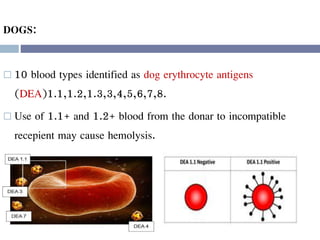 DOGS:
 10 blood types identified as dog erythrocyte antigens
(DEA)1.1,1.2,1.3,3,4,5,6,7,8.
 Use of 1.1+ and 1.2+ blood from the donar to incompatible
recepient may cause hemolysis.
 