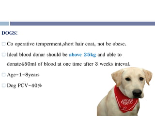 DOGS:
 Co operative temperment,short hair coat, not be obese.
 Ideal blood donar should be above 25kg and able to
donate450ml of blood at one time after 3 weeks inteval.
 Age-1-8years
 Dog PCV-40%
 